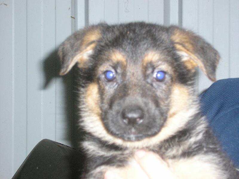Cheyenne des gardiens de Molly