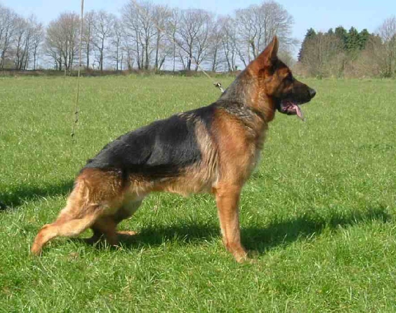 CH. Diesel des gardiens de Molly