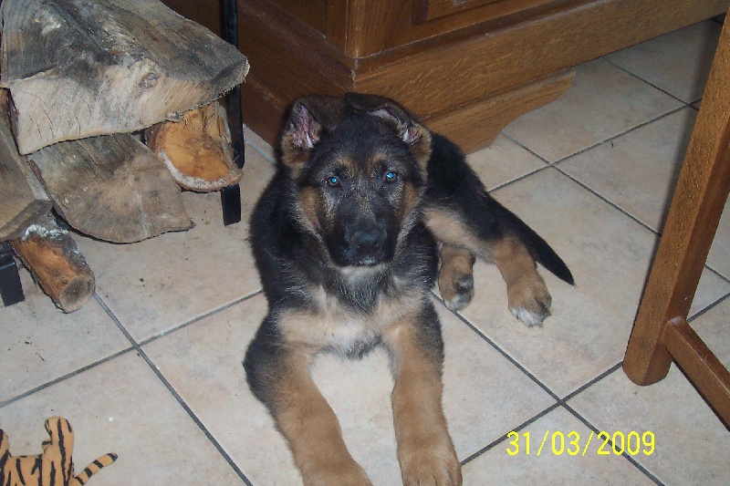 chiots bogota/clooney de retour a leur maison