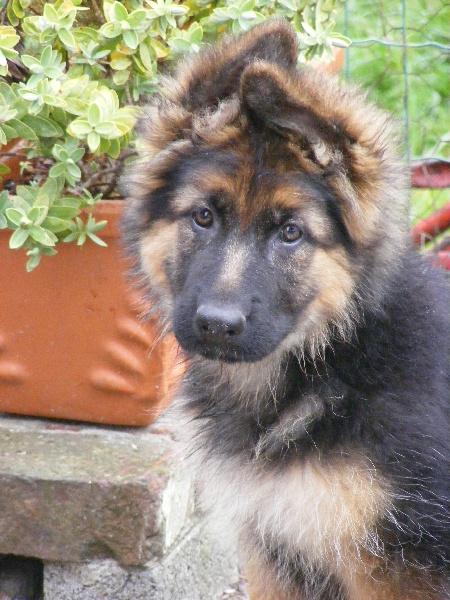 eden (femelle poil long bogota/clooney)