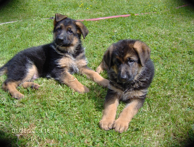 diesel et deutch (vunna/vo)