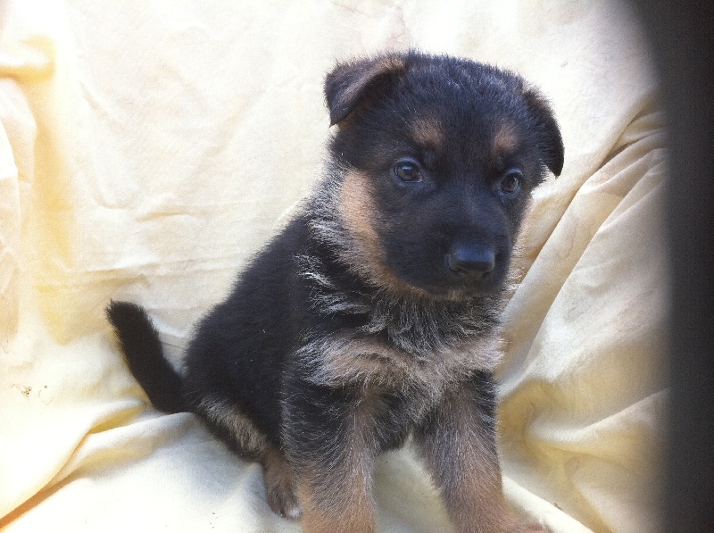 des gardiens de Molly - Berger Allemand - Portée née le 14/08/2010