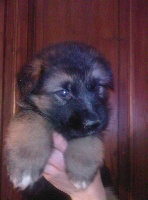 ENZO des gardiens de molly